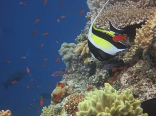 10 лучших мест для дайвинга в мире